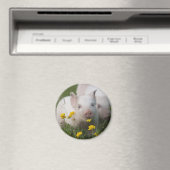 Wit biggetje omringd door gele bloemen magneet (Insitu (Vaatwasser))