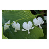 Wit Bloedend Hart Bloemig Perfect Poster (Voorkant)