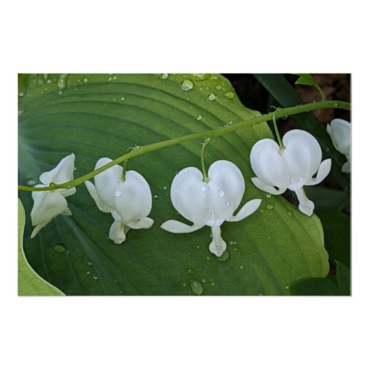 Wit Bloedend Hart Bloemig Perfect Poster (Voorkant)