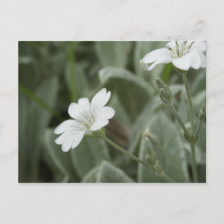 Wit bloemenbriefkaart, het Domein van Auckland Briefkaart