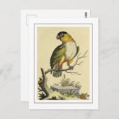 wit borstparkiet papegaaienvogel briefkaart (Voorkant / Achterkant)