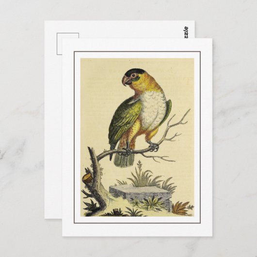  wit borstparkiet papegaaienvogel briefkaart (Voorkant / Achterkant)