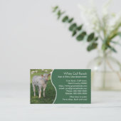 Wit charolais kalf met groen paneel visitekaartje (Staand voorkant)