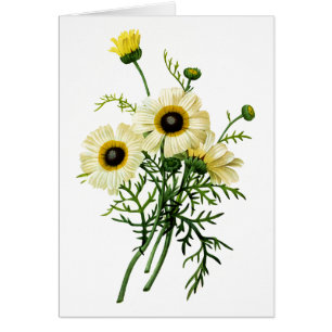 Wit chrysant van Pierre Joseph Redoute