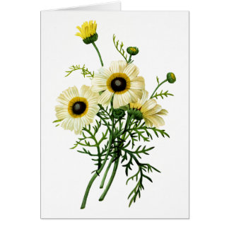 Wit chrysant van Pierre Joseph Redoute