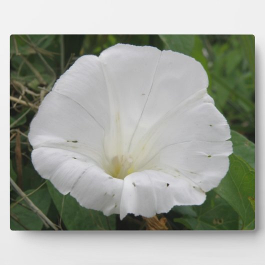  wit convolvulus Bloed Plaque Fotoplaat (Voorkant)