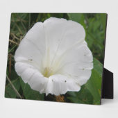 wit convolvulus Bloed Plaque Fotoplaat (Zijkant)