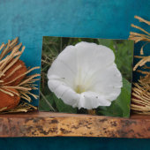  wit convolvulus Bloed Plaque Fotoplaat (Zijkant)