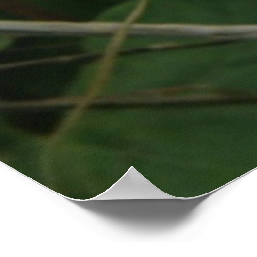  wit convolvulus Bloed Poster (Hoek)