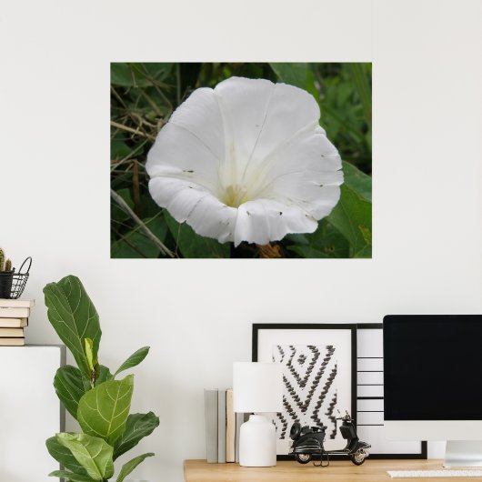 wit convolvulus Bloed Poster (Thuiskantoor)