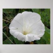  wit convolvulus Bloed Poster (Voorkant)