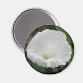 wit convolvulus Bloem Magnet (Voorkant / Achterkant)