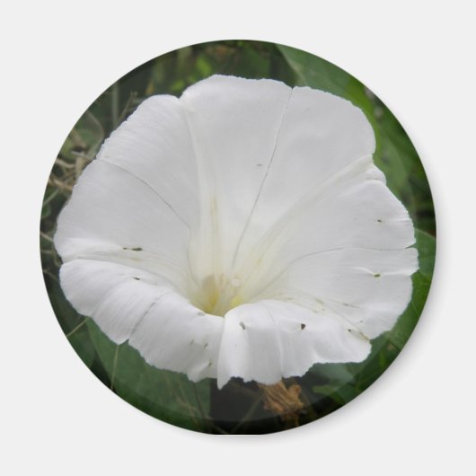 wit convolvulus Bloem Magnet (Voorkant)