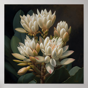 Wit Curcuma Bloem Art Print Poster