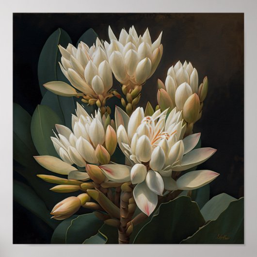 Wit Curcuma Bloem Art Print Poster (Voorkant)