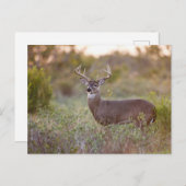 wit-de steel verwijderd van herten (virginianus briefkaart (Voorkant / Achterkant)