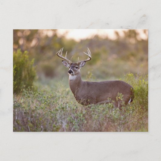 wit-de steel verwijderd van herten (virginianus briefkaart (Voorkant)