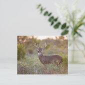 wit-de steel verwijderd van herten (virginianus briefkaart (Staand voorkant)