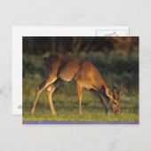 Wit-de steel verwijderde van Herten, Odocoileus Briefkaart (Voorkant / Achterkant)