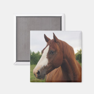 Wit en Bruin Paard Magneet