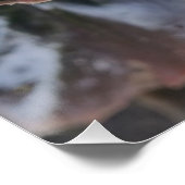 wit en burgundy poster (Hoek)