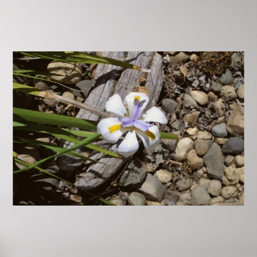 Wit en Paars Poster (Voorkant)