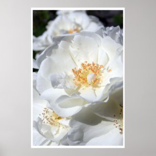 Wit en wit - Wilde witte rozen - Floral foto Poster