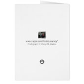 Wit Engels Roos Foto Wenskaart (Achterkant)