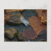 Wit Feather briefkaart (Voorkant)