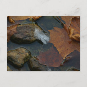 Wit Feather briefkaart
