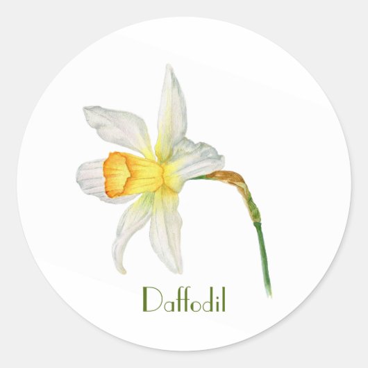 Wit geel daffodil botanische waterverf Sticker (Voorkant)