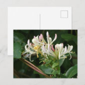 Wit Geel Honeysuckle DIY Briefkaart (Voorkant / Achterkant)