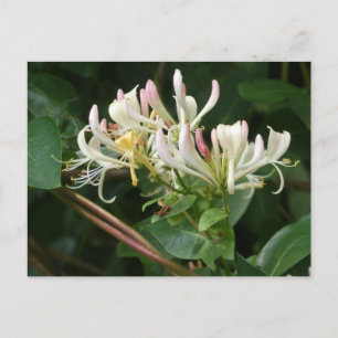 Wit Geel Honeysuckle DIY Briefkaart