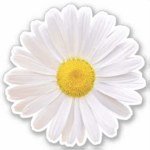 Wit geel Shasta Daisy Flower Kiss-Cut Sticker