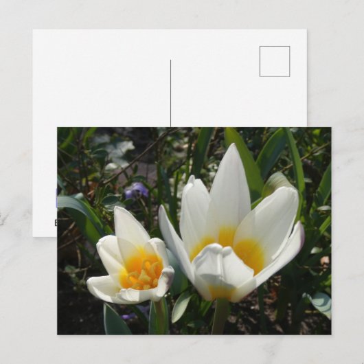 Wit Gele Tulpen DIY Briefkaart (Voorkant / Achterkant)
