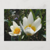 Wit Gele Tulpen DIY Briefkaart (Voorkant)