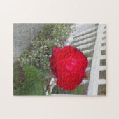 Wit geplukt hek en een prachtige rode roos legpuzzel (Horizontaal)