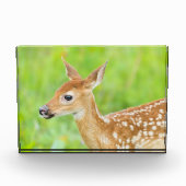 Wit-getrapt deer Fawn | Minnesota Fotoblokken (Voorkant)