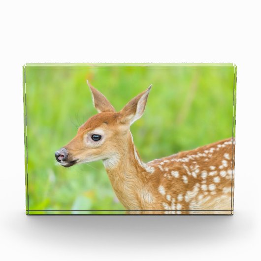 Wit-getrapt deer Fawn | Minnesota Fotoblokken (Voorkant)