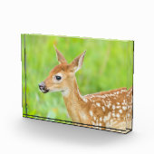 Wit-getrapt deer Fawn | Minnesota Fotoblokken (Rechts)