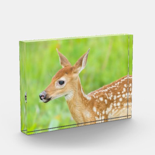 Wit-getrapt deer Fawn | Minnesota Fotoblokken (Links)