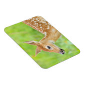 Wit-getrapt deer Fawn | Minnesota Magneet (Rechterzijde)