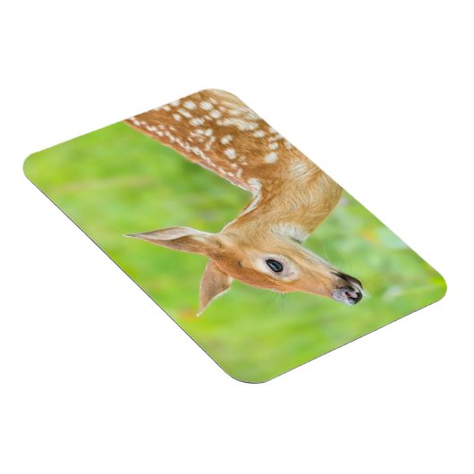 Wit-getrapt deer Fawn | Minnesota Magneet (Rechterzijde)