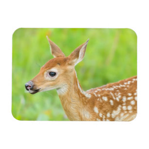 Wit-getrapt deer Fawn   Minnesota Magneet