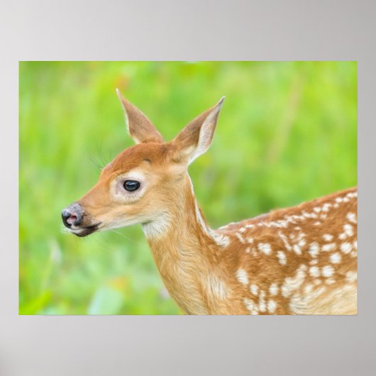 Wit-getrapt deer Fawn | Minnesota Poster (Voorkant)