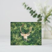 Wit-getrapt Deer Peking uit Struiken Briefkaart (Staand voorkant)