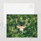Wit-getrapt Deer Peking uit Struiken Briefkaart (Voorkant / Achterkant)