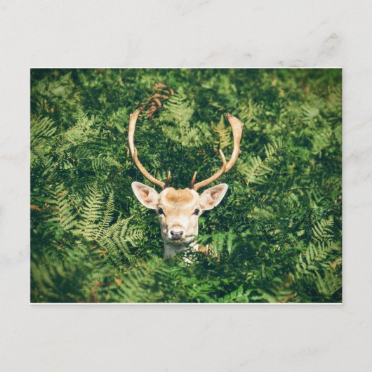 Wit-getrapt Deer Peking uit Struiken Briefkaart (Voorkant)