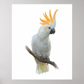 Wit handgetrokken Poster (Voorkant)