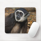 Wit-Handgibbon (Hylobates Lar), Monkeyland Muismat (Met muis)